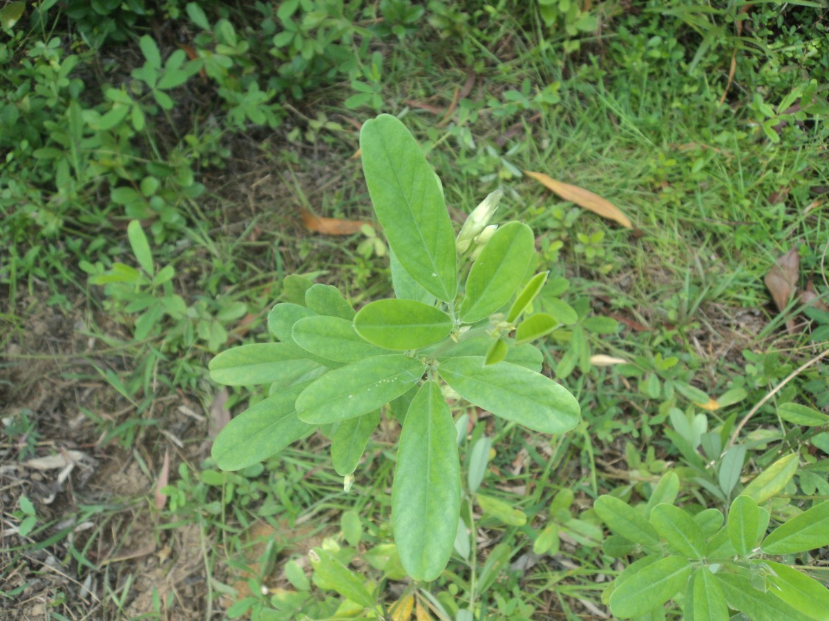 Clitoria laurifolia Poir.